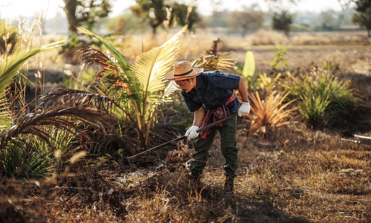 Gardeners use a hoe to remove weeds and dig trenches for farming